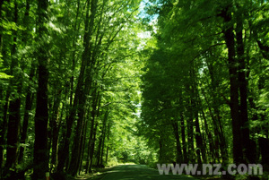 Forest along the Milford Road